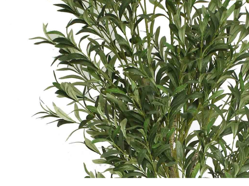 Olive Tree