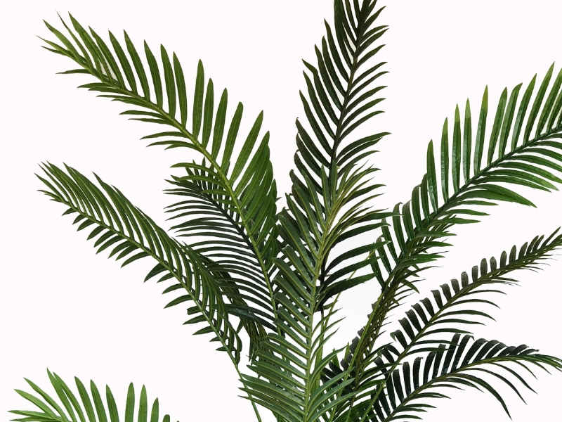 Palm Tree Wide